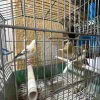 Canarini tutte femmine