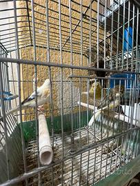 Canarini tutte femmine