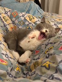 Cucciolo maschio adorabile