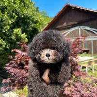 Barboncino toy maschio