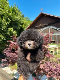 Barboncino toy maschio