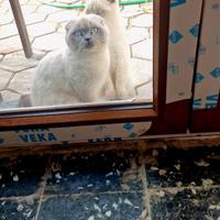 Gattine Scotish bellissime