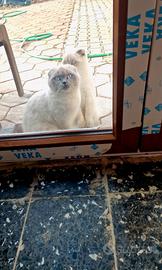 Gattine Scotish bellissime