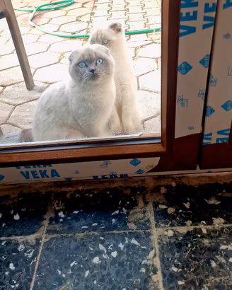 Gattine Scotish bellissime