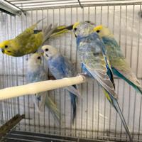 Cocorite rainbow maschi