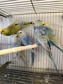 Cocorite rainbow maschi