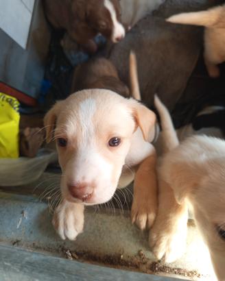 Cuccioli incrocio labrador