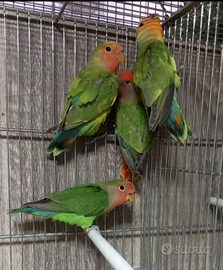 Inseparabili roseicollis maggiorati ed NT