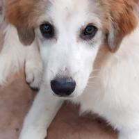 Cucciolo di cane