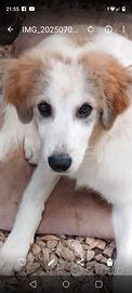 Cucciolo di cane