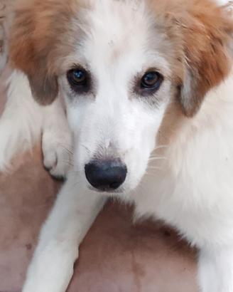 Cucciolo di cane