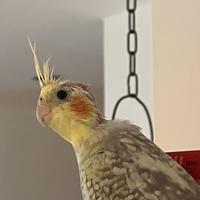 Pappagalli