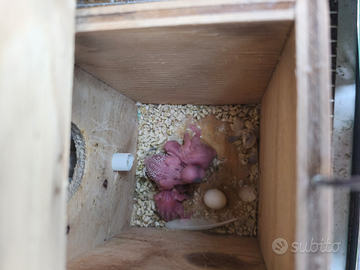 Pulli cocorite da imbecco