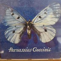 CD Guccini Autografato