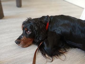 Setter gordon