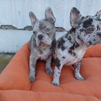 Bulldog Francesi MERLE maschio femmina-ANCHE RATE