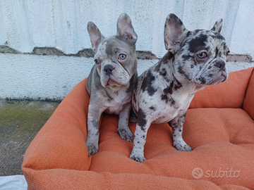 Bulldog Francesi MERLE maschio femmina-ANCHE RATE