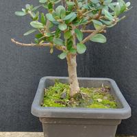 bonsai di ulivo 