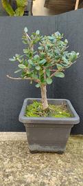 bonsai di ulivo 