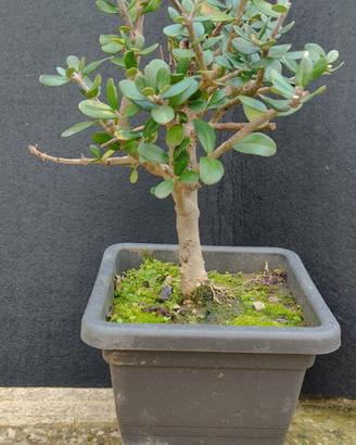 bonsai di ulivo 