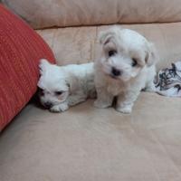 Cuccioli maltesi