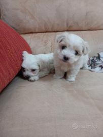 Cuccioli maltesi