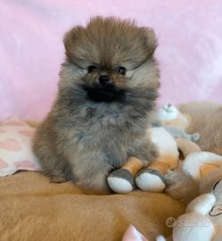Spitz nano taglia Toy