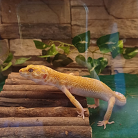 Geco leopardino femmina