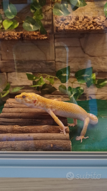 Geco leopardino femmina
