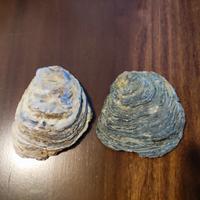  2 Conchiglie fossile