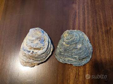  2 Conchiglie fossile