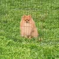 Spritz di pomerania