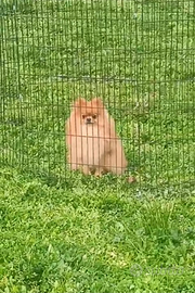 Spritz di pomerania
