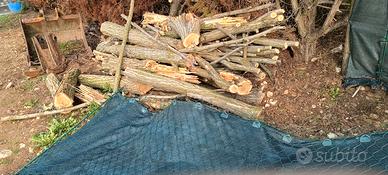 legna semisecca