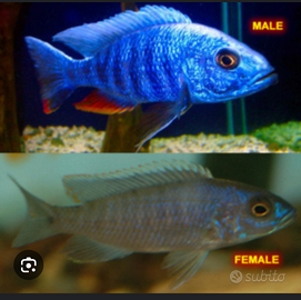 Avannotti di Aulonocare blu elettrico