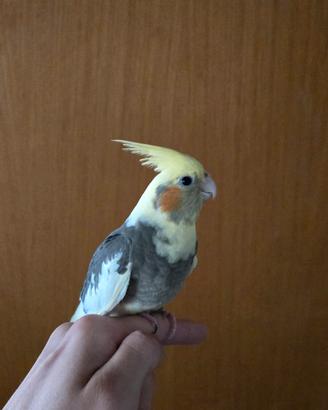 calopsitta