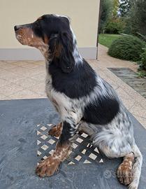 Setter inglese 