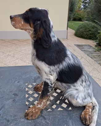 Setter inglese 