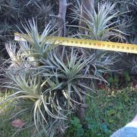 Tillandsia  a cespuglio