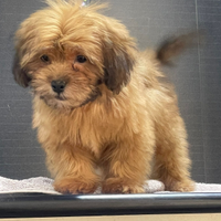 Cucciolo maltipoo