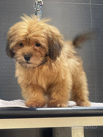 Cucciolo maltipoo