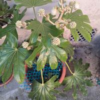 Piante fatsia japonica e aeonoum arboreum