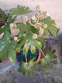 Piante fatsia japonica e aeonoum arboreum