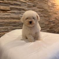 Cuccioli di Barboncino Toy Bianco PEDIGREE ENCI