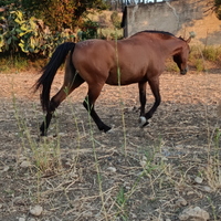 Cavalla quarab