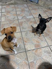 Chihuahua toy