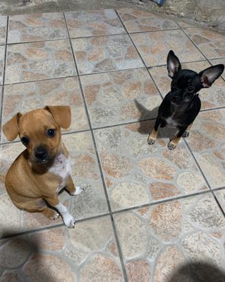 Chihuahua toy