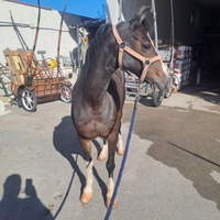 Cavallo