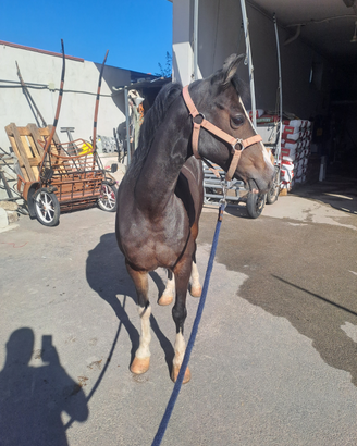 Cavallo