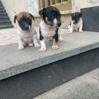 Jack russell